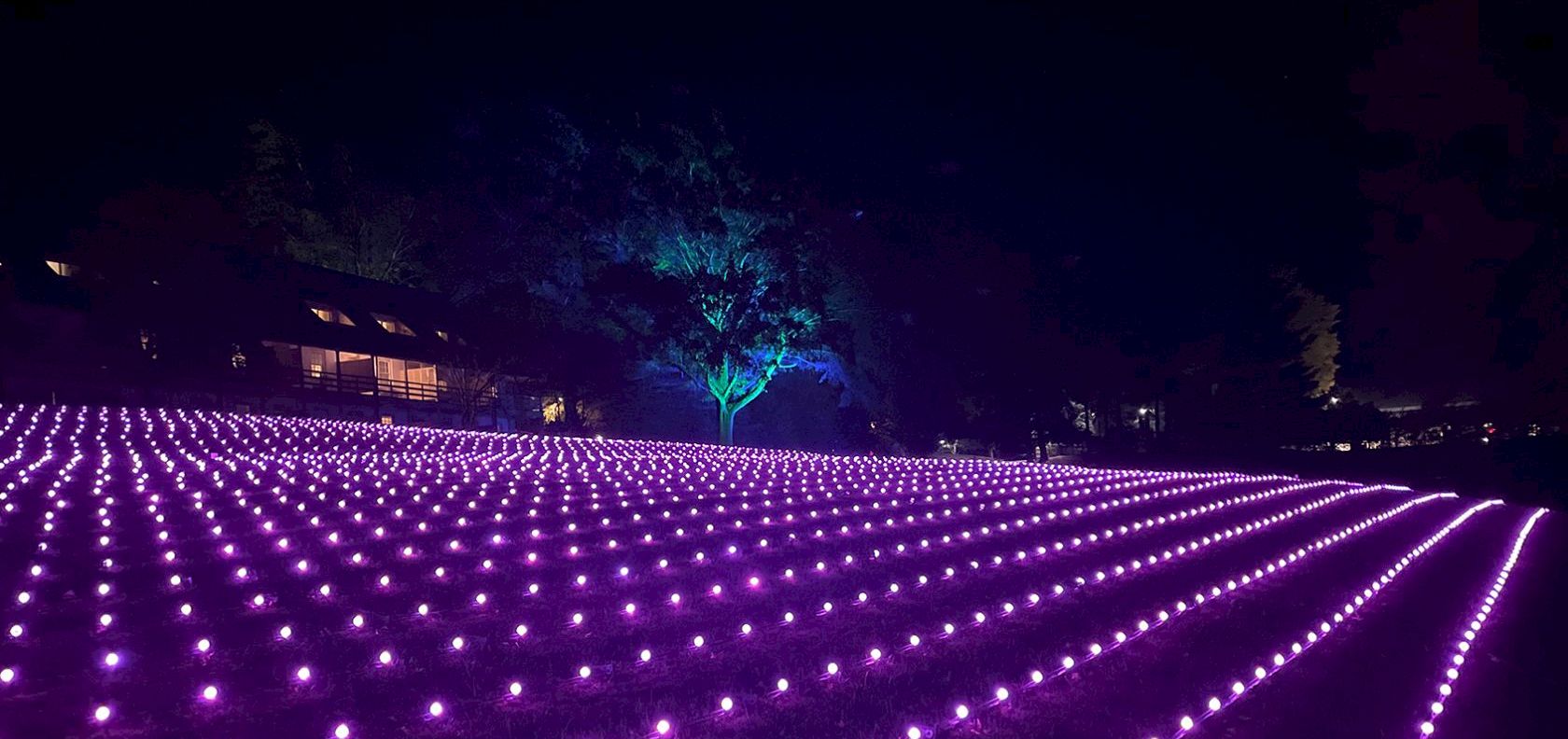 A vast field of glowing purple lights arranged in neat rows, creating a dreamy, nighttime LED carpet with a single green-lit tree in the background.