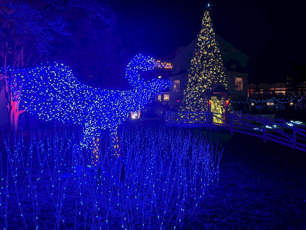 Blue LED dinosaur sculpture lights up a night scene with a glowing tree and festive decorations along a fenced path.