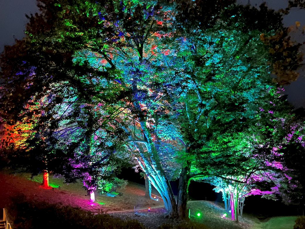 A nighttime scene of a large tree illuminated by multicolor lights (pink, purple, green, blue) casting vibrant glow on the surrounding area.