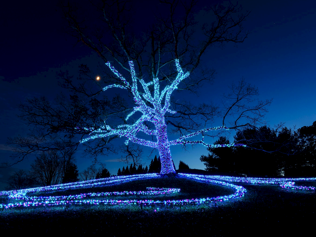 A tree wrapped in blue and purple lights spirals around its trunk and branches, with glowing strands circling the hill at night.