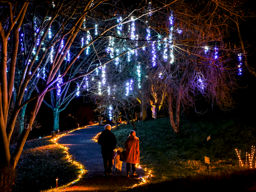 Two people walk along a illuminated path beneath colorful hanging lights in a nighttime garden, trees glowing with blue, purple, and white decorations.